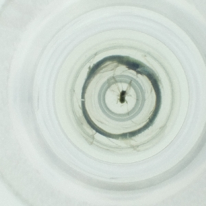  ( - CAMP_082_A5)  @11 [ ] by  Genome Research Ltd as Wellcome Sanger Institute Genome Research Limited operating as Wellcome Sanger Institute