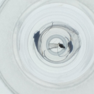  ( - CAMP_095_E7)  @11 [ ] by  Genome Research Ltd as Wellcome Sanger Institute Genome Research Limited operating as Wellcome Sanger Institute