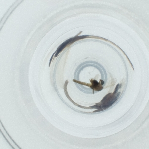  ( - CAMP_098_C3)  @11 [ ] by  Genome Research Ltd as Wellcome Sanger Institute Genome Research Limited operating as Wellcome Sanger Institute