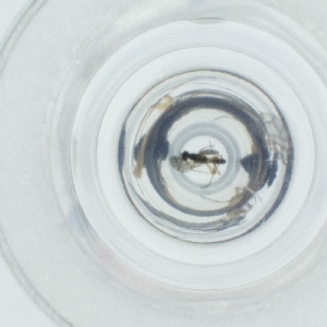  ( - CAMP_098_E9)  @11 [ ] by  Genome Research Ltd as Wellcome Sanger Institute Genome Research Limited operating as Wellcome Sanger Institute