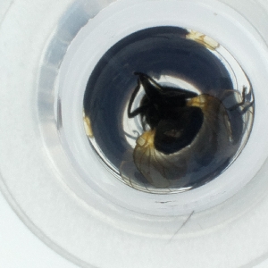  ( - CAMP_099_A12)  @11 [ ] by  Genome Research Ltd as Wellcome Sanger Institute Genome Research Limited operating as Wellcome Sanger Institute