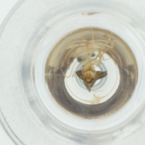  ( - CAMP_100_C2)  @11 [ ] by  Genome Research Ltd as Wellcome Sanger Institute Genome Research Limited operating as Wellcome Sanger Institute