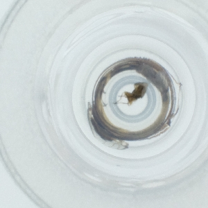  ( - CAMP_104_C9)  @11 [ ] by  Genome Research Ltd as Wellcome Sanger Institute Genome Research Limited operating as Wellcome Sanger Institute