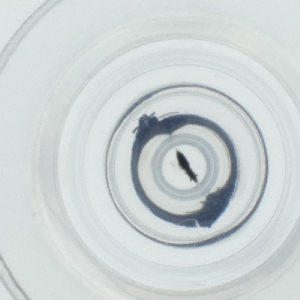  ( - CAMP_112_B4)  @11 [ ] by  Genome Research Ltd as Wellcome Sanger Institute Genome Research Limited operating as Wellcome Sanger Institute