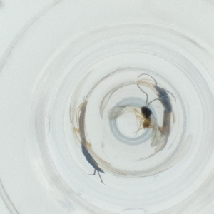  ( - CAMP_116_E1)  @11 [ ] by  Genome Research Ltd as Wellcome Sanger Institute Genome Research Limited operating as Wellcome Sanger Institute