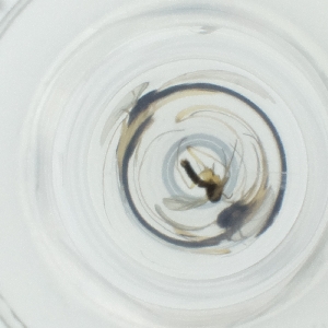  ( - CAMP_117_A2)  @11 [ ] by  Genome Research Ltd as Wellcome Sanger Institute Genome Research Limited operating as Wellcome Sanger Institute