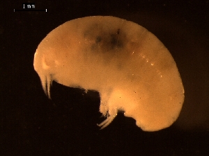  (Abyssorchomene chevreuxi - AB1-AMP40)  @12 [ ] CreativeCommons - Attribution Non-Commercial Share-Alike (2014) Inga Mohrbeck Senckenberg, Dept. German Center for Marine Biodiversity Research