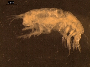  (Alicellidae - AB1-AMP432)  @12 [ ] CreativeCommons - Attribution Non-Commercial Share-Alike (2014) Inga Mohrbeck Senckenberg, Dept. German Center for Marine Biodiversity Research