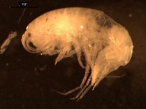  ( - AB1-AMP63)  @12 [ ] CreativeCommons - Attribution Non-Commercial Share-Alike (2014) Inga Mohrbeck Senckenberg, Dept. German Center for Marine Biodiversity Research