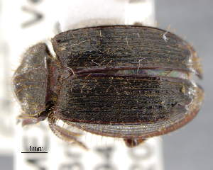  (Anaides laticollis - CNCCOLVG00009756)  @11 [ ] Copyright (2018) Vasily Grebennikov CFIA