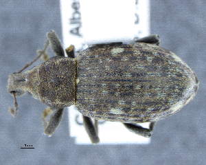  ( - CNCCOLVG00009937)  @11 [ ] Copyright (2018) Vasily Grebennikov CFIA