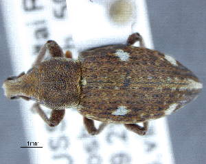  (Trichalophus biguttatus - CNCCOLVG00009942)  @11 [ ] Copyright (2018) Vasily Grebennikov CFIA