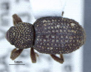  (Anchonus blatchleyi - CNCCOLVG00009960)  @11 [ ] Copyright (2018) Vasily Grebennikov CFIA