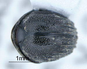  (Synarmostes annamariae - CNCCOLVG00010262)  @11 [ ] Copyright (2019) Vasily Grebennikov CFIA