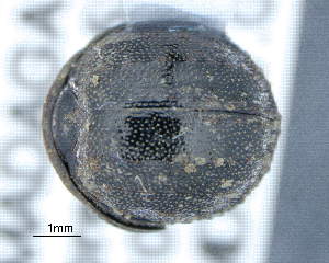  (Goudotostes - CNCCOLVG00010265)  @11 [ ] Copyright (2019) Vasily Grebennikov CFIA