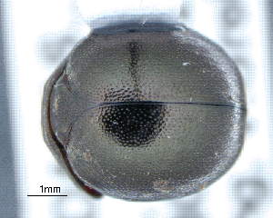  (Philharmostes corruscus - CNCCOLVG00010266)  @11 [ ] Copyright (2019) Vasily Grebennikov CFIA