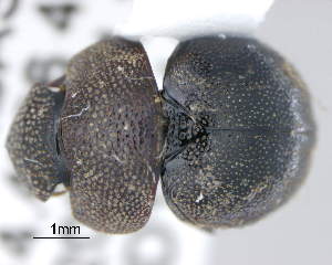  (Goudotostes simplicipennis - CNCCOLVG00011180)  @11 [ ] c (2021) Vasily Grebennikov CFIA