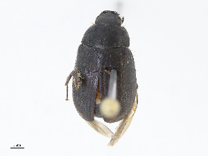  ( - CBG-A00297-C10)  @11 [ ] CreativeCommons - Attribution Share - Alike (2023) CBG Photography Group Centre for Biodiversity Genomics