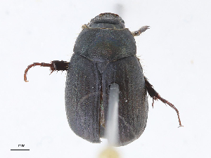  ( - CBG-A00297-E11)  @11 [ ] CreativeCommons - Attribution Share - Alike (2023) CBG Photography Group Centre for Biodiversity Genomics