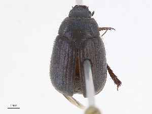  ( - CBG-A00297-F04)  @11 [ ] CreativeCommons - Attribution Share - Alike (2023) CBG Photography Group Centre for Biodiversity Genomics