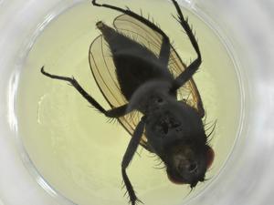  ( - CBG-A09080-A03)  @11 [ ] CreativeCommons - Attribution Share - Alike (2023) Centre for Biodiversity Genomics Centre for Biodiversity Genomics