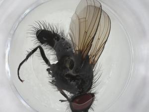  ( - CBG-A09080-A04)  @11 [ ] CreativeCommons - Attribution Share - Alike (2023) Centre for Biodiversity Genomics Centre for Biodiversity Genomics