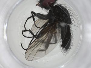  ( - CBG-A09080-A06)  @11 [ ] CreativeCommons - Attribution Share - Alike (2023) Centre for Biodiversity Genomics Centre for Biodiversity Genomics