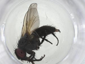  ( - CBG-A09080-B01)  @11 [ ] CreativeCommons - Attribution Share - Alike (2023) Centre for Biodiversity Genomics Centre for Biodiversity Genomics