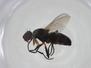  ( - CBG-A09082-C03)  @11 [ ] CreativeCommons - Attribution Share - Alike (2023) Centre for Biodiversity Genomics Centre for Biodiversity Genomics