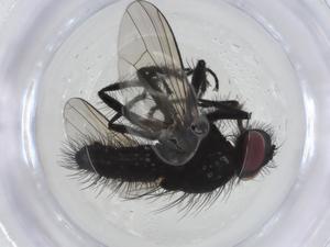  ( - CBG-A09089-F10)  @11 [ ] CreativeCommons - Attribution Share - Alike (2023) Centre for Biodiversity Genomics Centre for Biodiversity Genomics