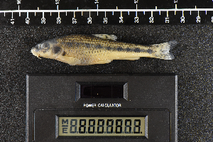  ( - 8007873)  @11 [ ] CreativeCommons  Attribution Share-Alike (2019) Unspecified Zoological Research Museum Alexander Koenig