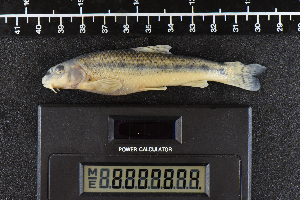  ( - 8007874)  @11 [ ] CreativeCommons  Attribution Share-Alike (2019) Unspecified Zoological Research Museum Alexander Koenig