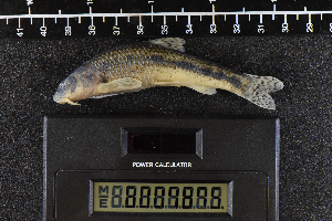  ( - 8007875)  @11 [ ] CreativeCommons  Attribution Share-Alike (2019) Unspecified Zoological Research Museum Alexander Koenig