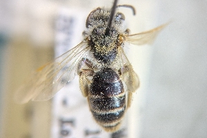  ( - CNC2193349)  @11 [ ] by-sa - CreativeCommons - Attribution Share-Alike  Unspecified Canadian National Collection of Insects, Arachnids and Nematodes