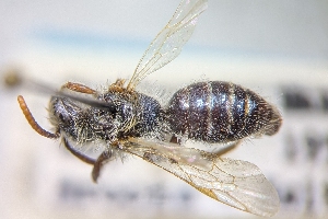  ( - CNC2193350)  @11 [ ] by-sa - CreativeCommons - Attribution Share-Alike  Unspecified Canadian National Collection of Insects, Arachnids and Nematodes