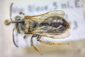  ( - CNC2193351)  @11 [ ] by-sa - CreativeCommons - Attribution Share-Alike  Unspecified Canadian National Collection of Insects, Arachnids and Nematodes