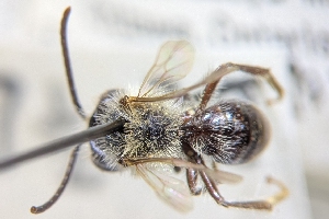  ( - CNC2193352)  @11 [ ] by-sa - CreativeCommons - Attribution Share-Alike  Unspecified Canadian National Collection of Insects, Arachnids and Nematodes