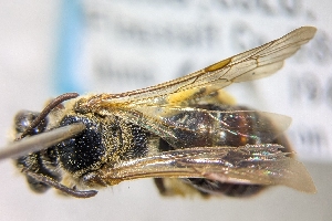  ( - CNC2193353)  @11 [ ] by-sa - CreativeCommons - Attribution Share-Alike  Unspecified Canadian National Collection of Insects, Arachnids and Nematodes