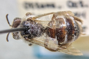  (Andrena placata - CNC2193354)  @11 [ ] by-sa - CreativeCommons - Attribution Share-Alike  Unspecified Canadian National Collection of Insects, Arachnids and Nematodes