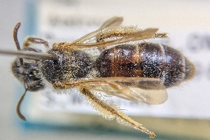  (Andrena nigrifrons - CNC2193356)  @11 [ ] by-sa - CreativeCommons - Attribution Share-Alike  Unspecified Canadian National Collection of Insects, Arachnids and Nematodes