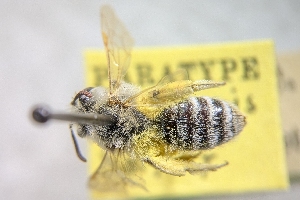  (Andrena gibberis - CNC389960)  @11 [ ] by-sa - CreativeCommons - Attribution Share-Alike  Unspecified Canadian National Collection of Insects, Arachnids and Nematodes