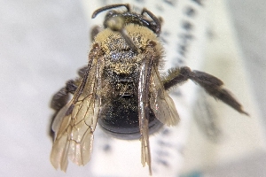  ( - CNC390004)  @11 [ ] by-sa - CreativeCommons - Attribution Share-Alike  Unspecified Canadian National Collection of Insects, Arachnids and Nematodes