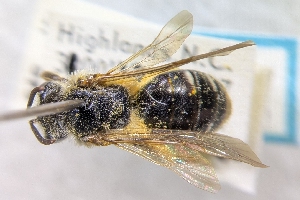  ( - CNC390025)  @11 [ ] by-sa - CreativeCommons - Attribution Share-Alike  Unspecified Canadian National Collection of Insects, Arachnids and Nematodes