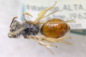  ( - CNC390036)  @11 [ ] by-sa - CreativeCommons - Attribution Share-Alike  Unspecified Canadian National Collection of Insects, Arachnids and Nematodes