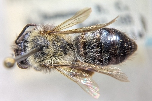  ( - CNC390048)  @11 [ ] by-sa - CreativeCommons - Attribution Share-Alike  Unspecified Canadian National Collection of Insects, Arachnids and Nematodes