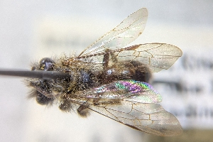  ( - CNC390049)  @11 [ ] by-sa - CreativeCommons - Attribution Share-Alike  Unspecified Canadian National Collection of Insects, Arachnids and Nematodes