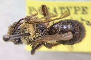  (Andrena fulvicrista - CNC390054)  @11 [ ] by-sa - CreativeCommons - Attribution Share-Alike  Unspecified Canadian National Collection of Insects, Arachnids and Nematodes