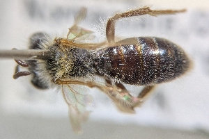  ( - CNC390084)  @11 [ ] by-sa - CreativeCommons - Attribution Share-Alike  Unspecified Canadian National Collection of Insects, Arachnids and Nematodes