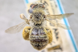  ( - CNC880067)  @11 [ ] by-sa - CreativeCommons - Attribution Share-Alike  Unspecified Canadian National Collection of Insects, Arachnids and Nematodes