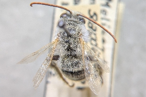  ( - CNC880086)  @11 [ ] by-sa - CreativeCommons - Attribution Share-Alike  Unspecified Canadian National Collection of Insects, Arachnids and Nematodes